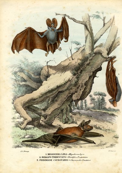 Bats by Raimundo Petraroja
